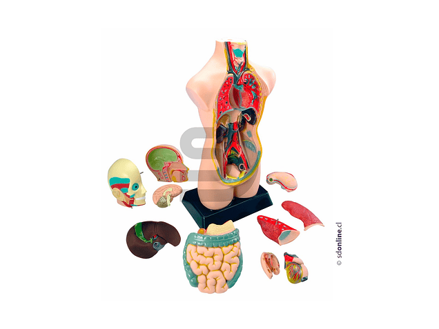 Torso Humano 50Cm 11Pza 1