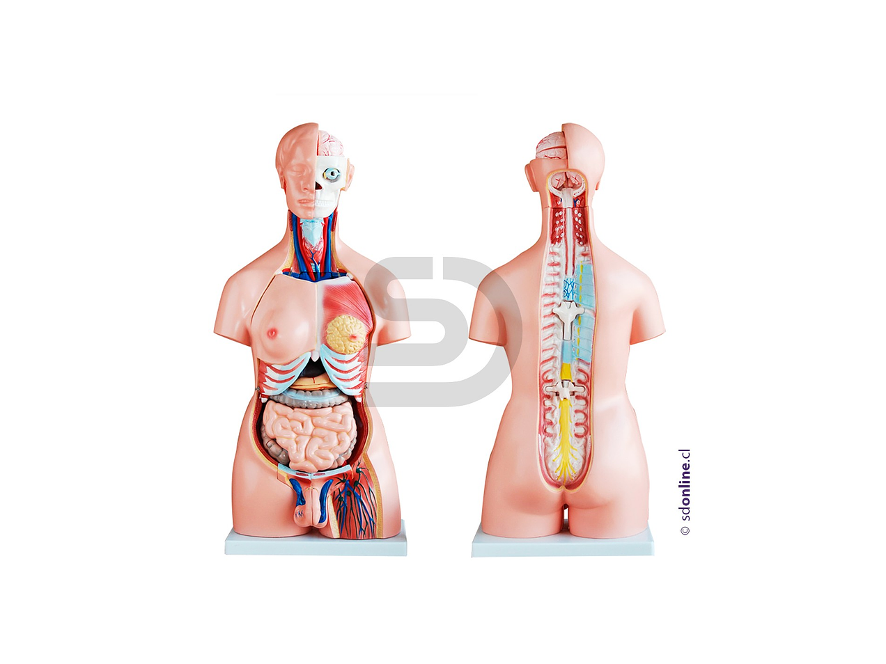 Torso Didactico Unisex 85Cm 23Pza 1