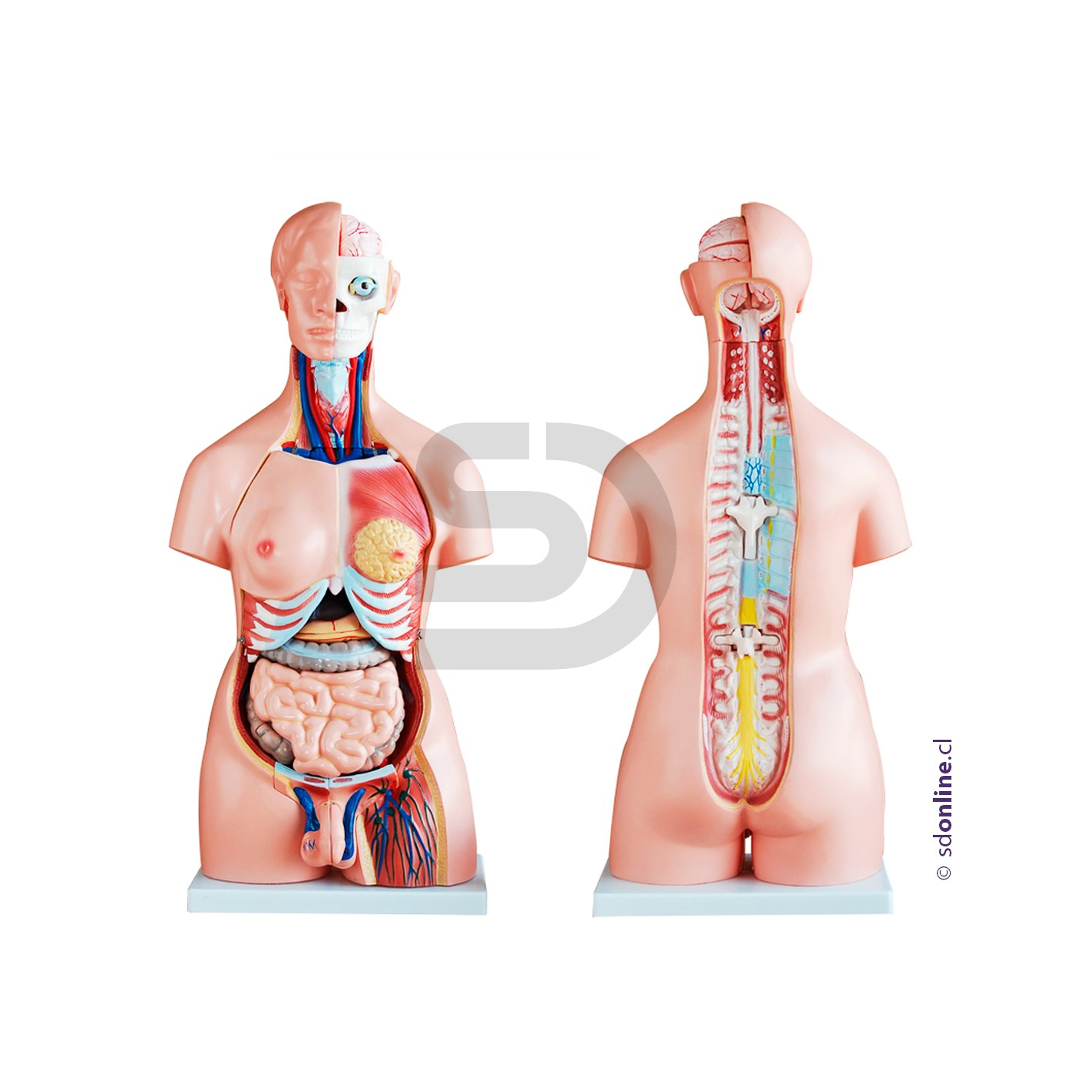 Torso Didactico Unisex 85Cm 23Pza 1