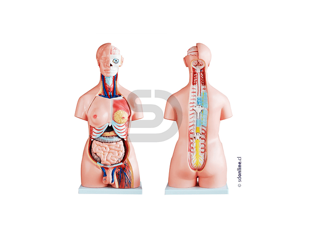 Torso Didactico Unisex 85Cm 23Pza 1