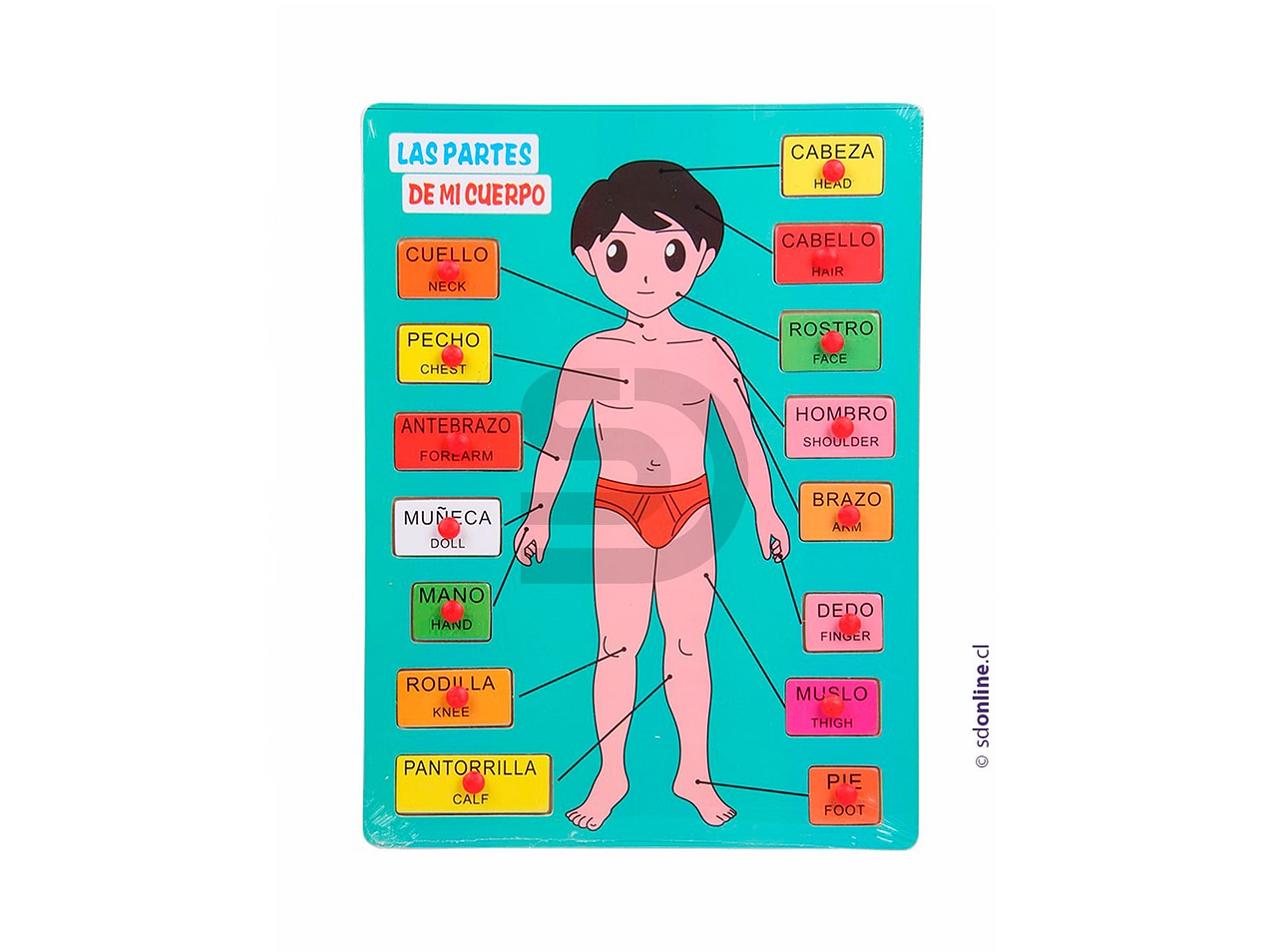 Puzzle encaje cuerpo humano 1