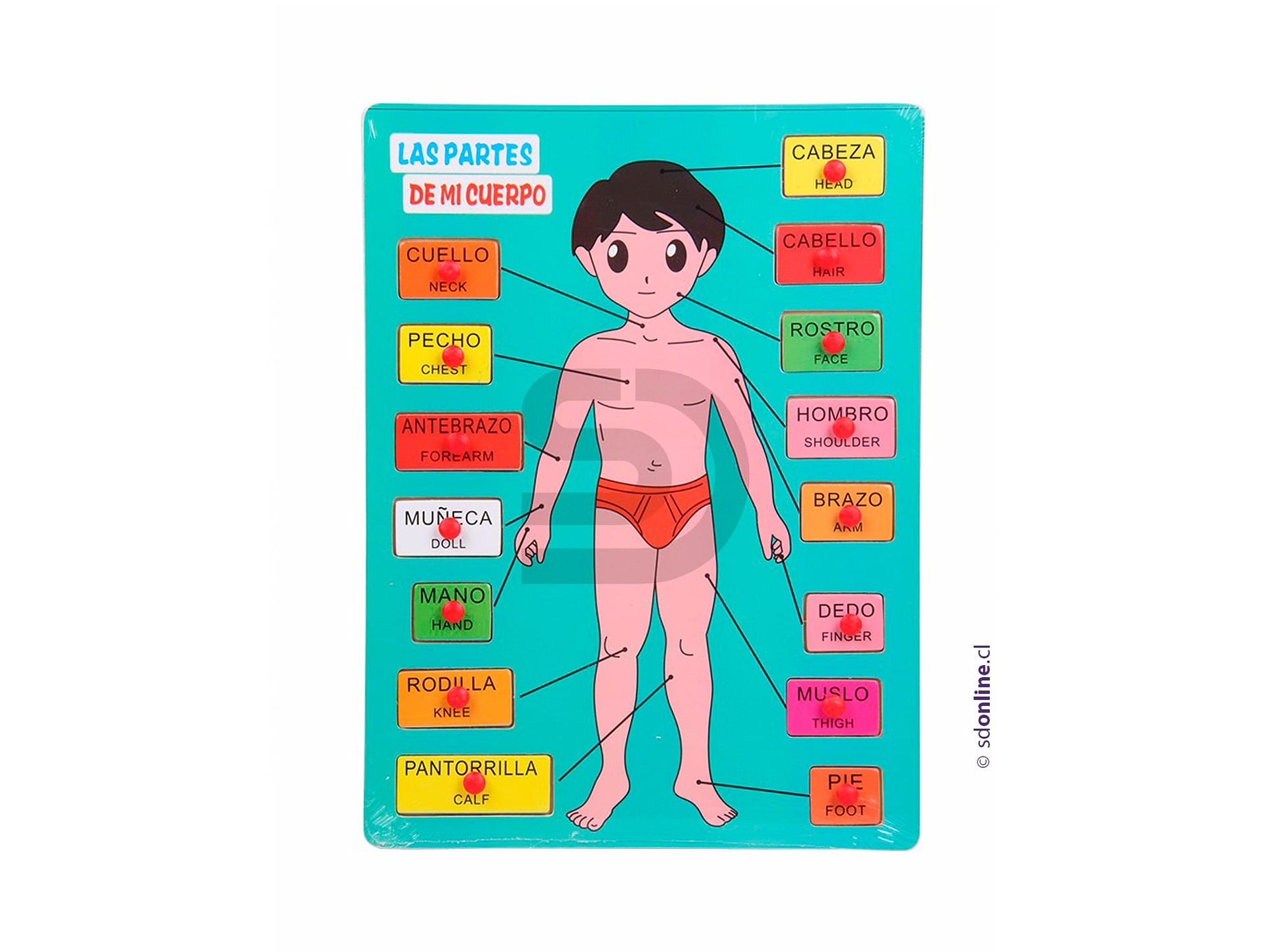 Puzzle encaje cuerpo humano 1