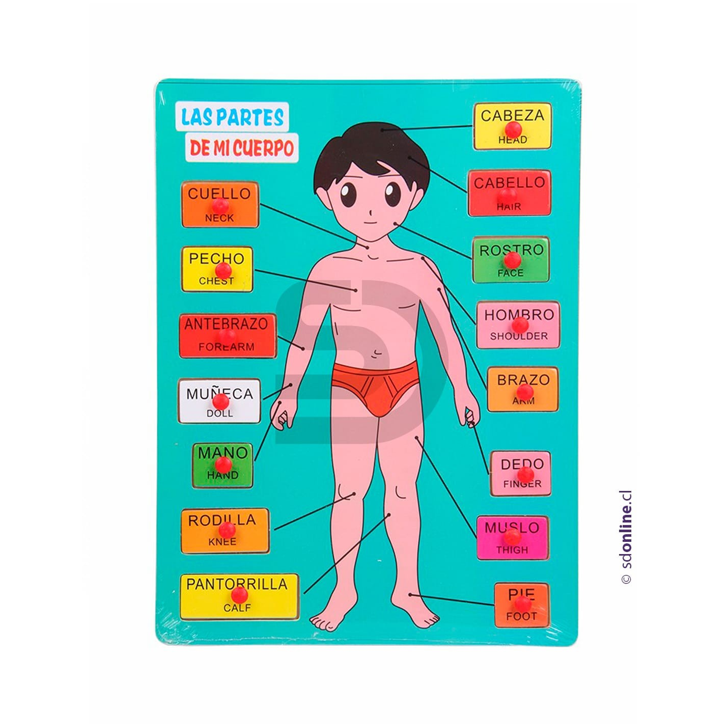 Puzzle encaje cuerpo humano 1