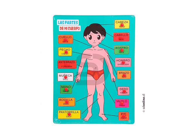 Puzzle encaje cuerpo humano 1