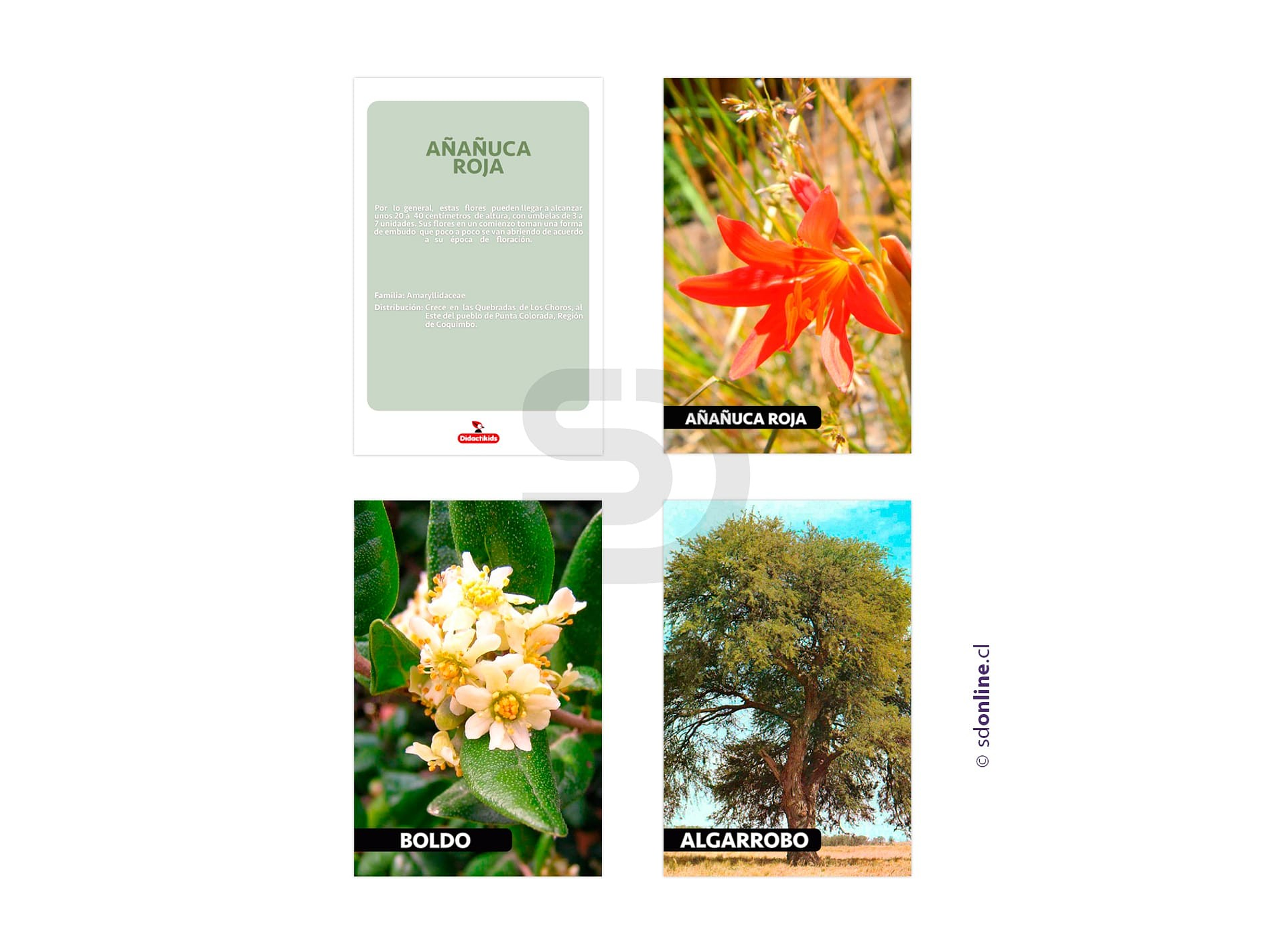 Láminas conociendo flora de Chile 1