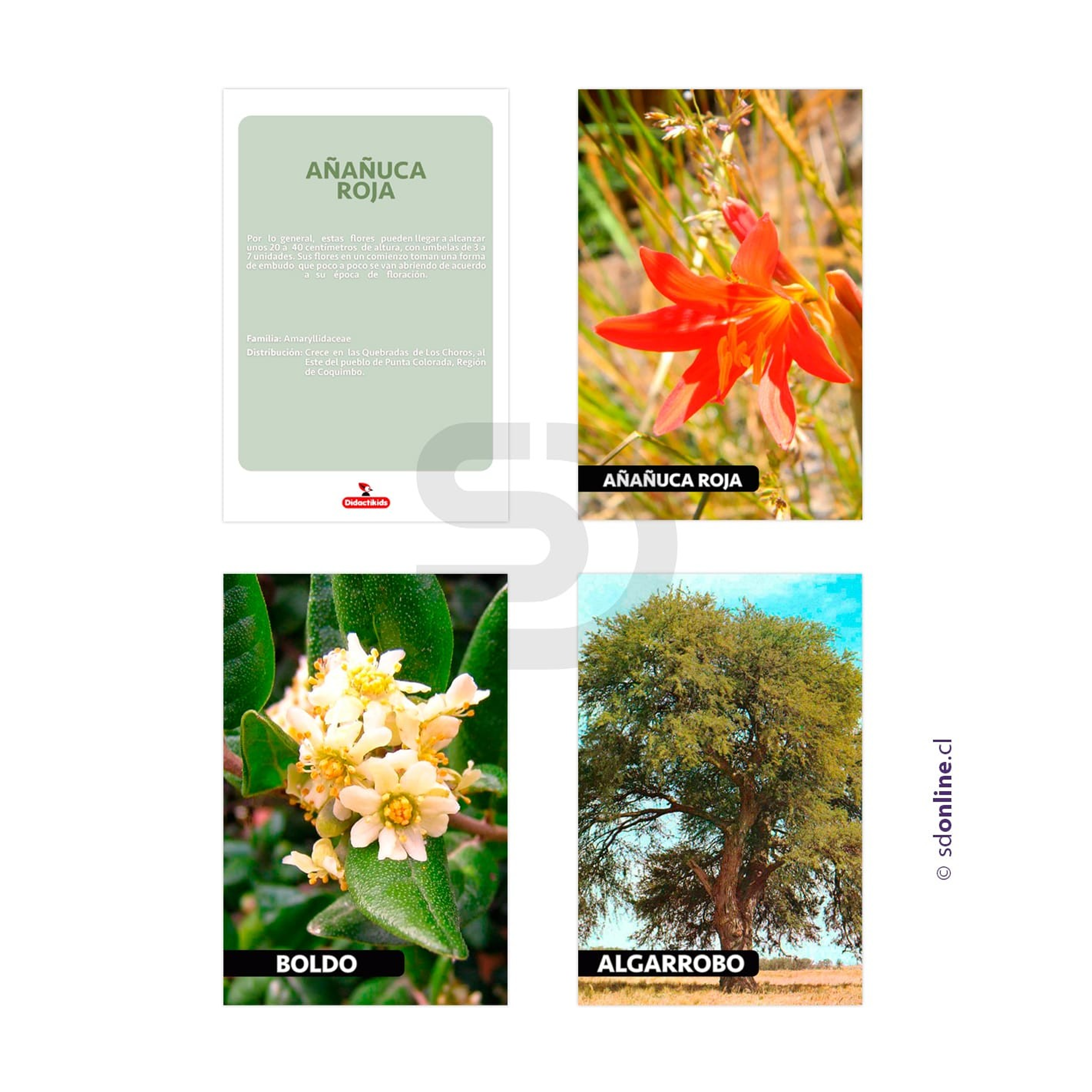 Láminas conociendo flora de Chile 1