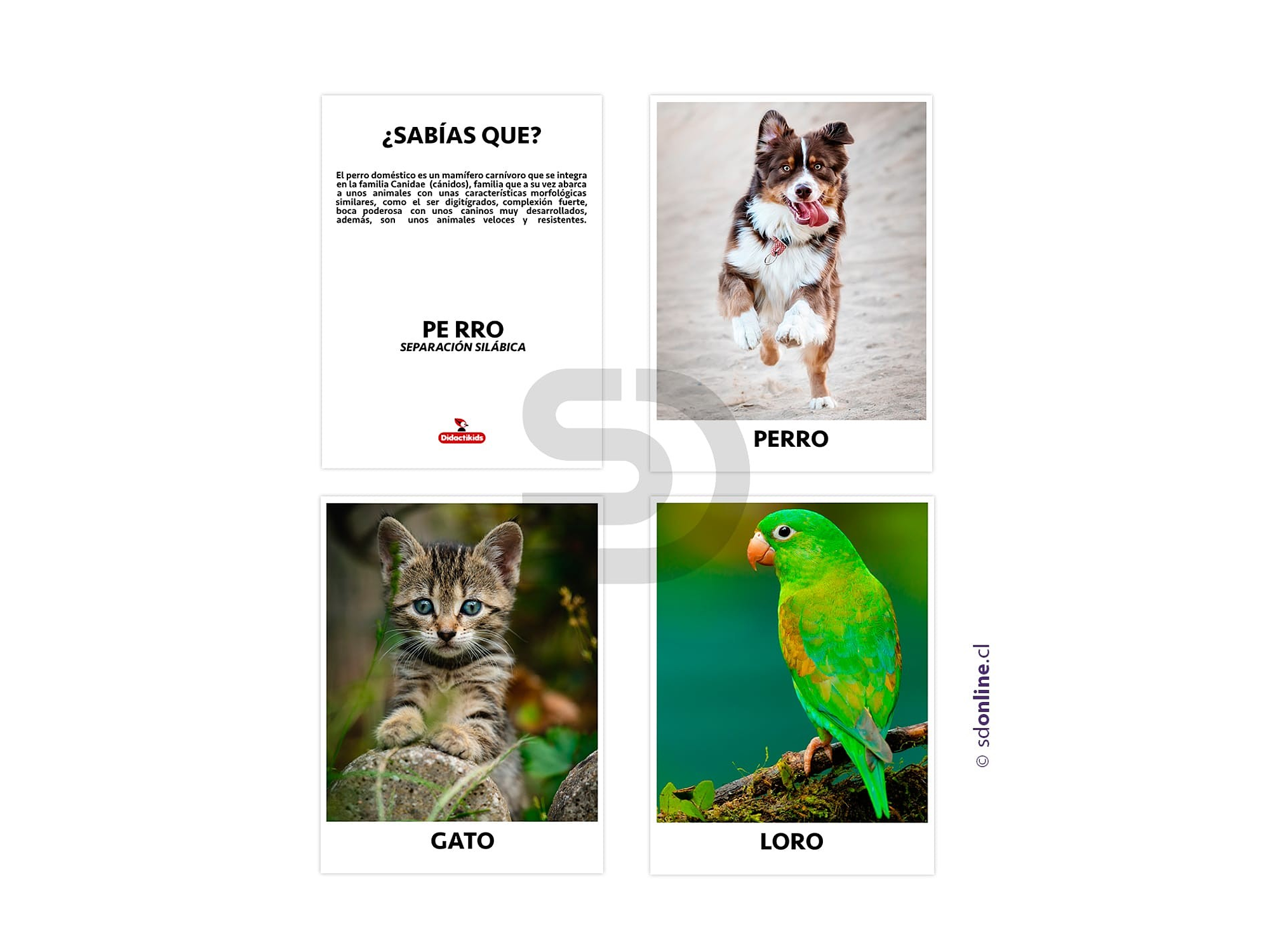 Set de 18 láminas animales domésticos 1