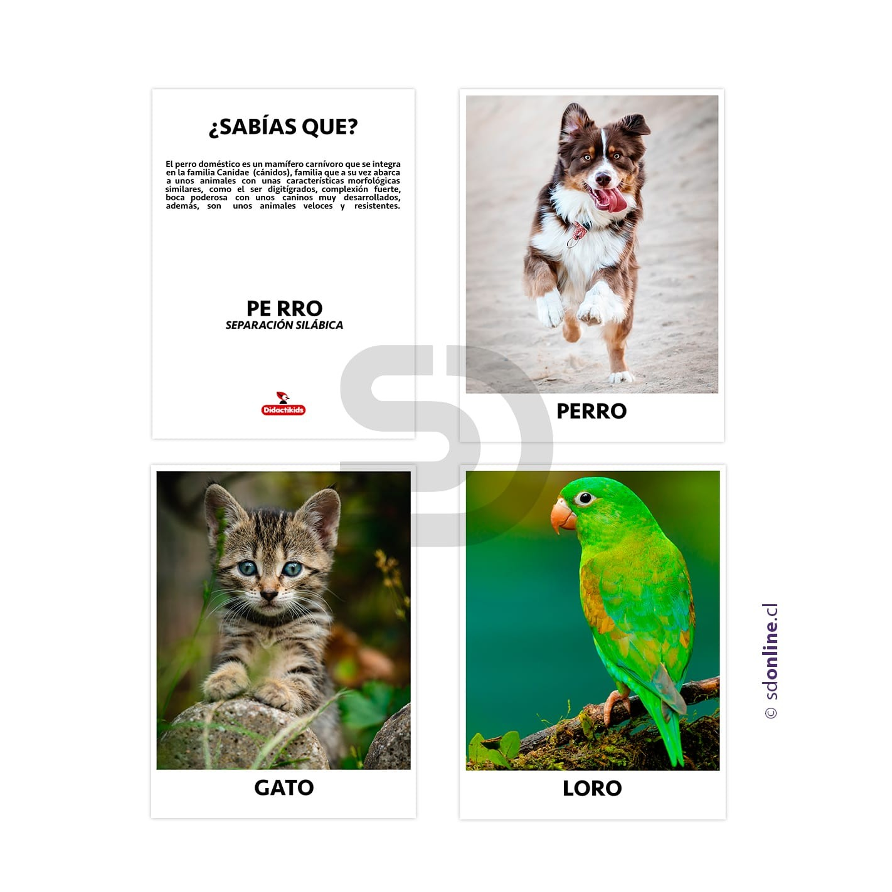 Set de 18 láminas animales domésticos 1