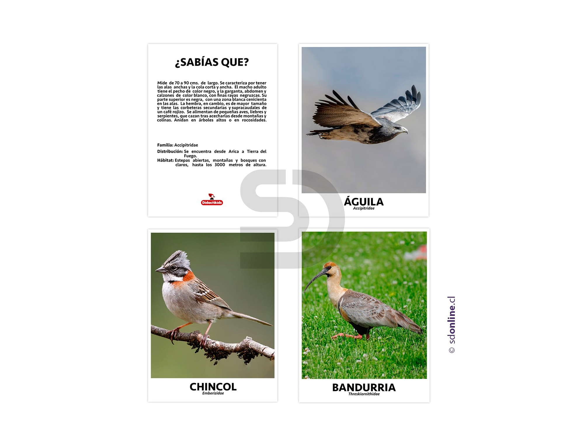 Set de 10 láminas aves de chile 1