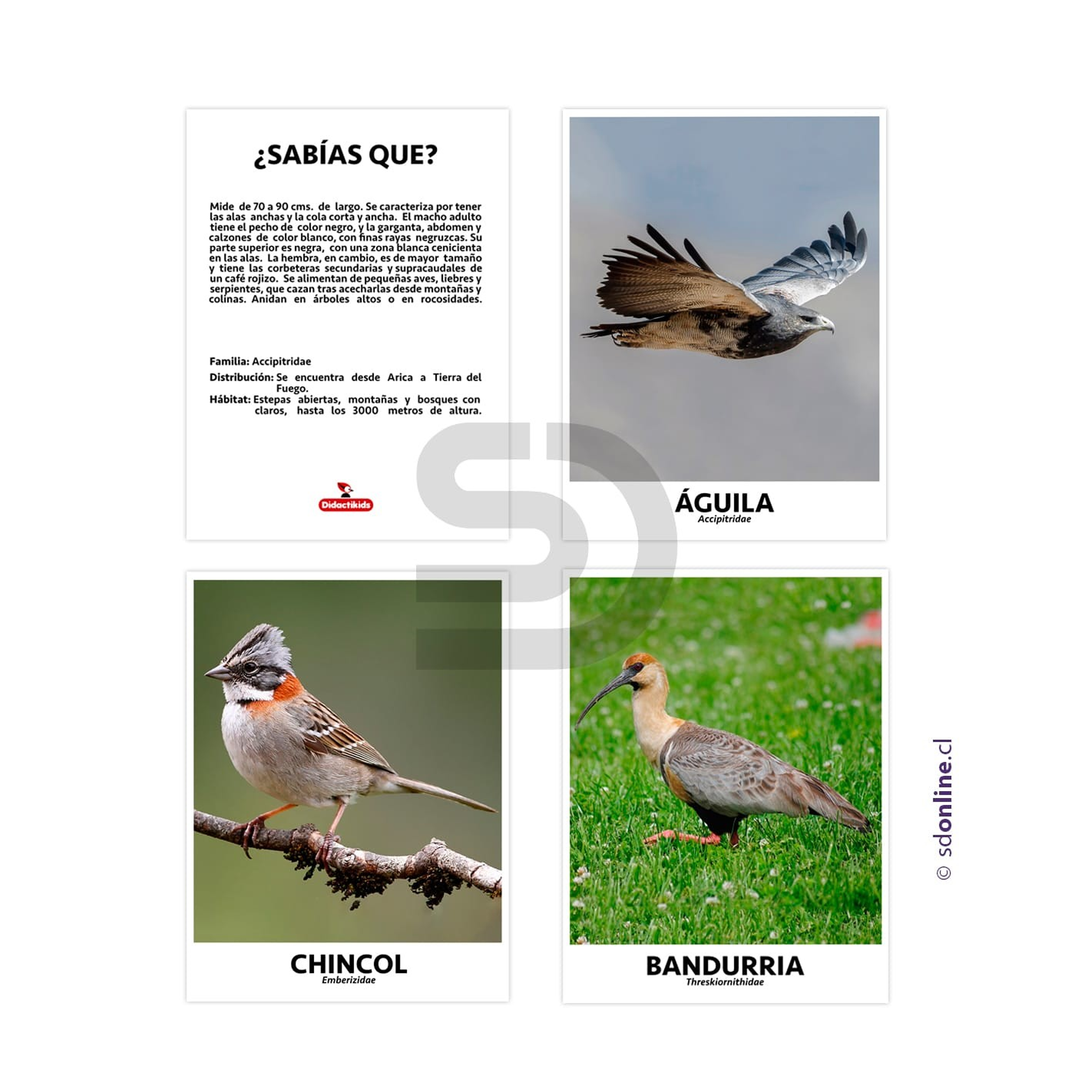 Set de 10 láminas aves de chile 1