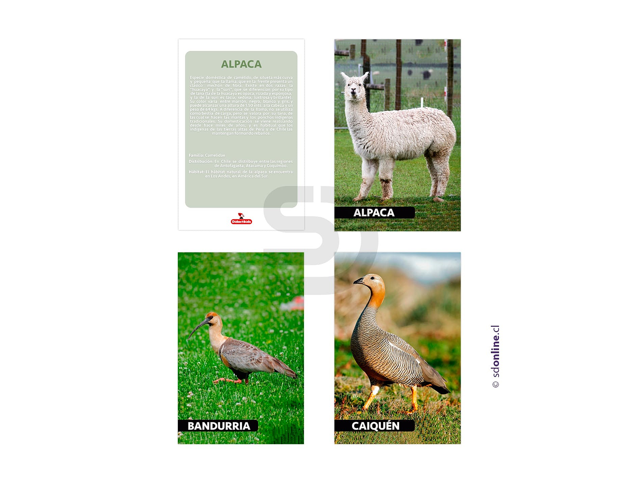 Láminas conociendo fauna de Chile 1