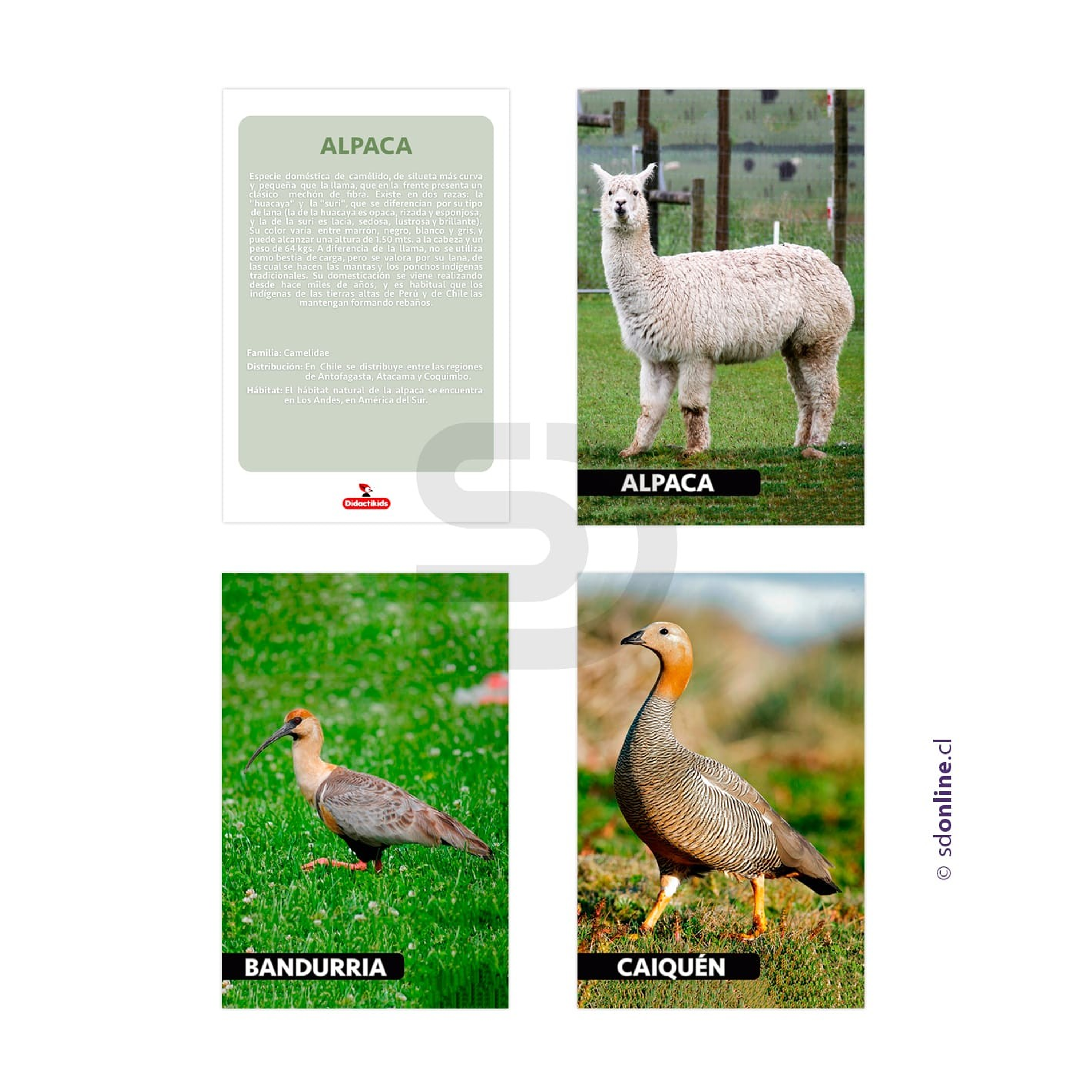 Láminas conociendo fauna de Chile 1