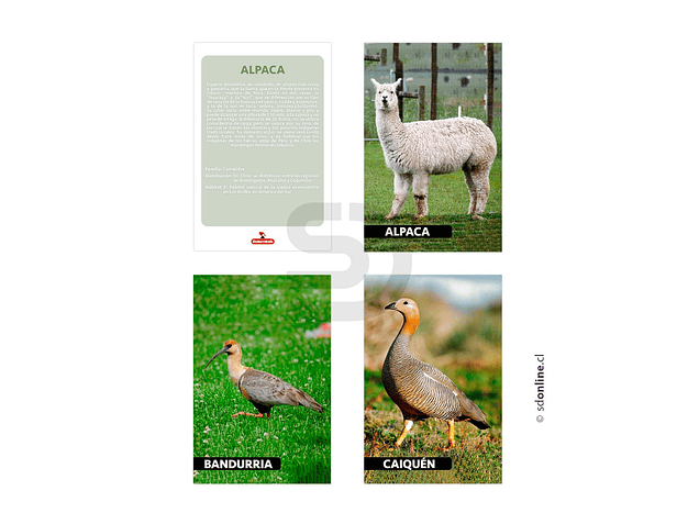 Láminas conociendo fauna de Chile 1