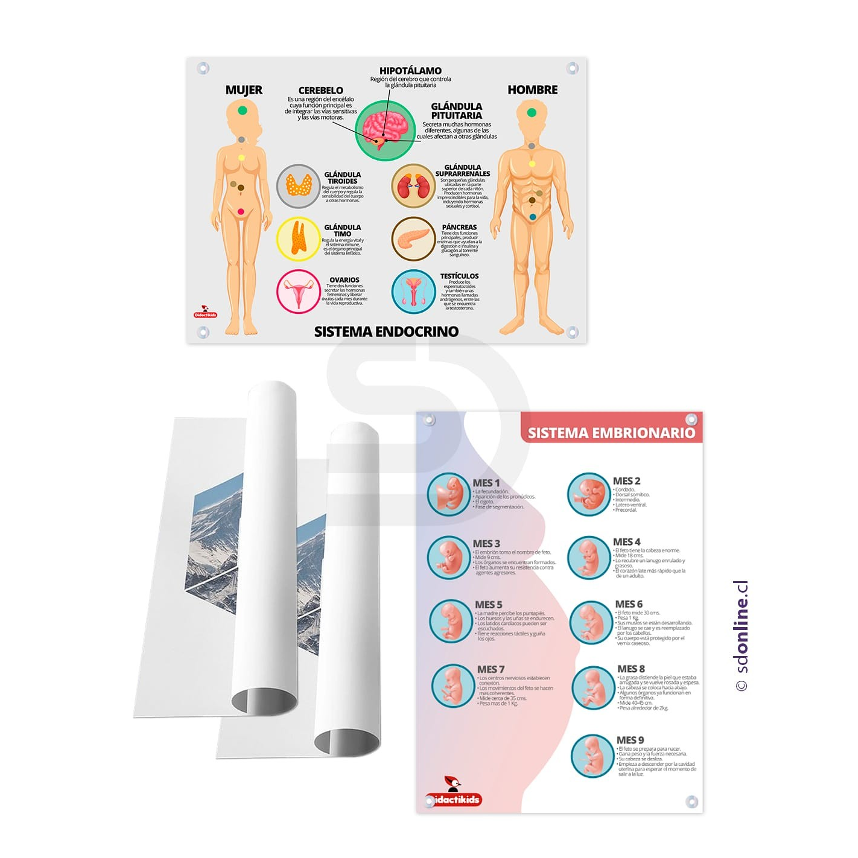 Set de 4 láminas sistema linfatico, endocrino, embrionario y digestivo 1