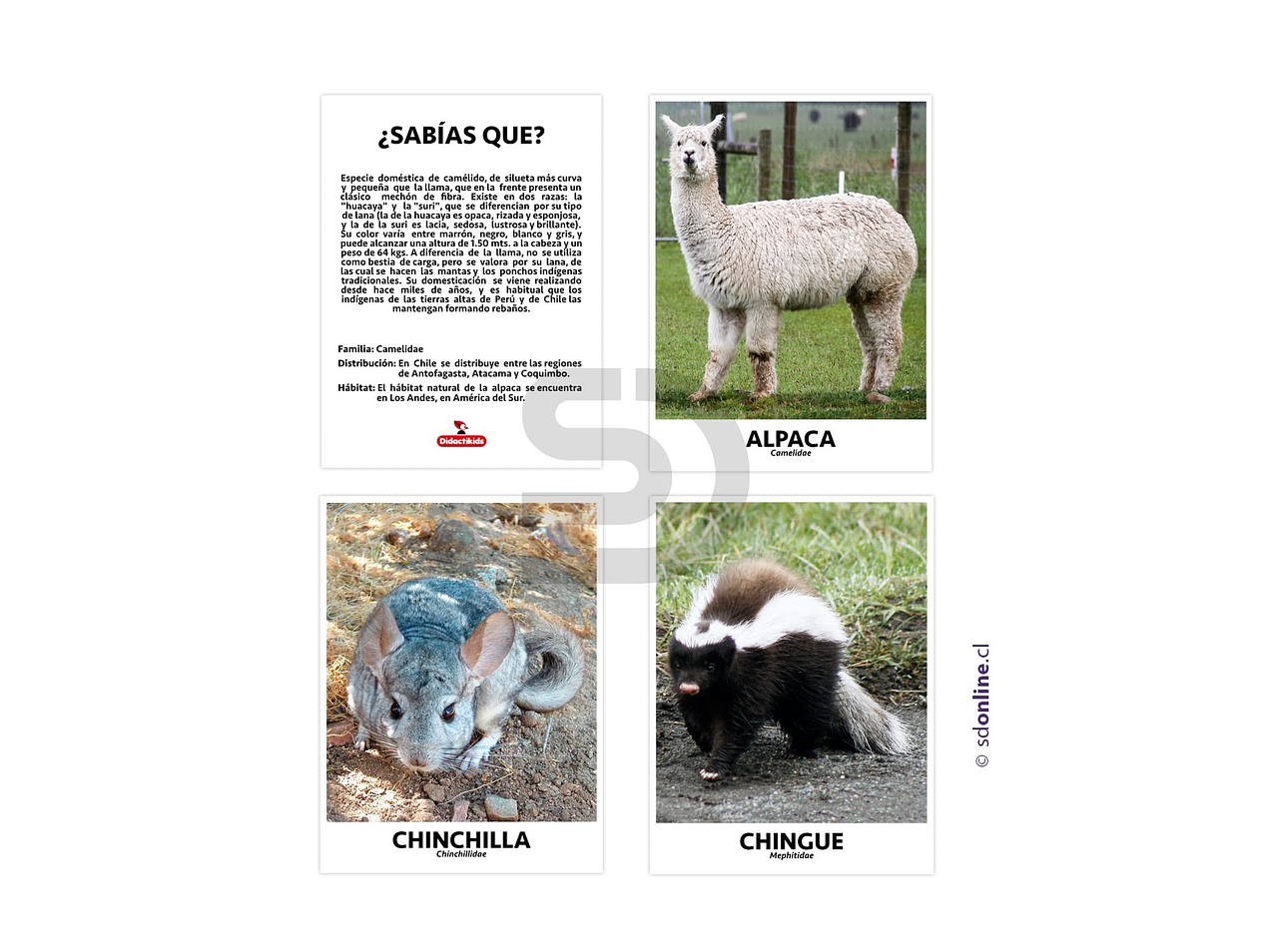 Set de 10 láminas de animales de Chile 1