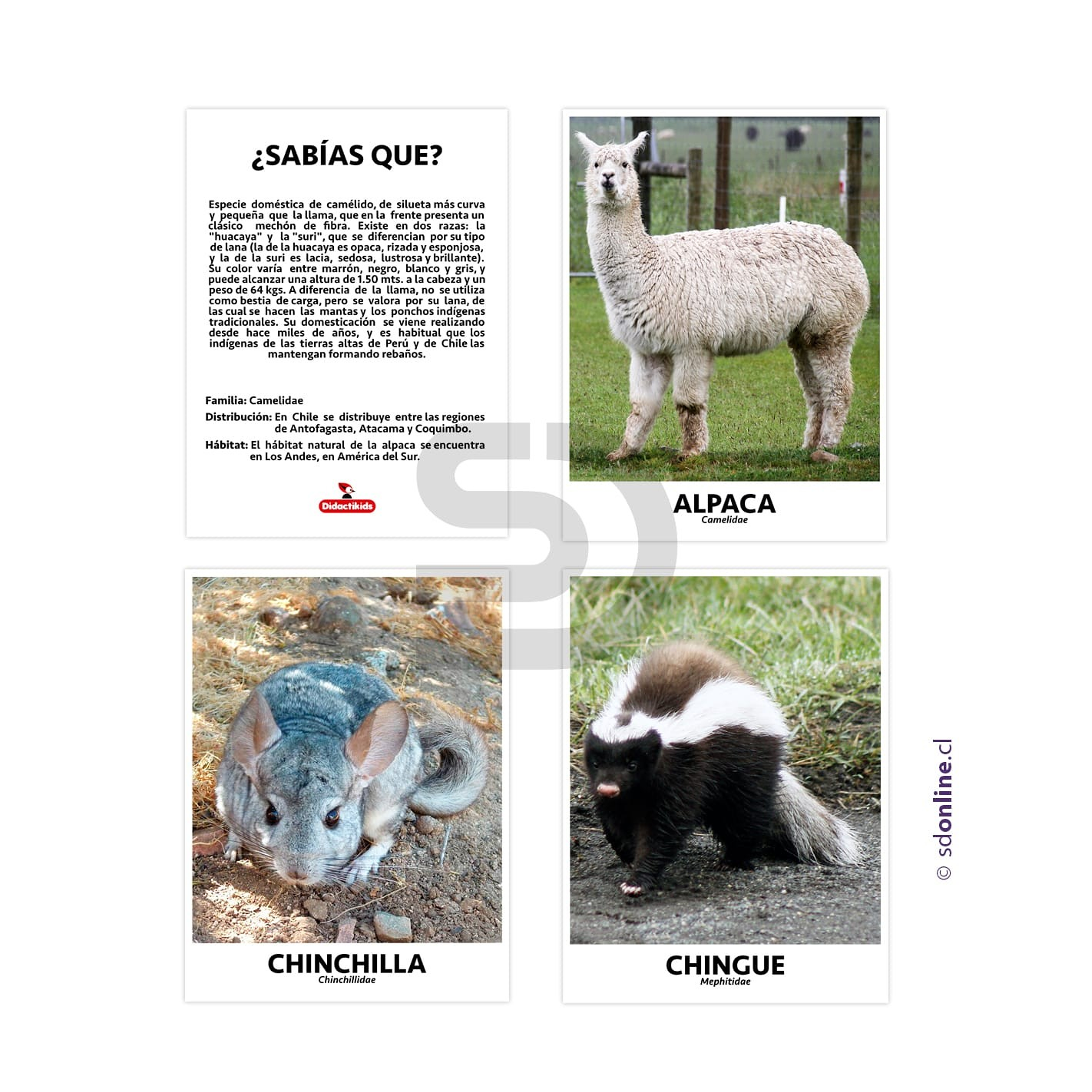 Set de 10 láminas de animales de Chile 1
