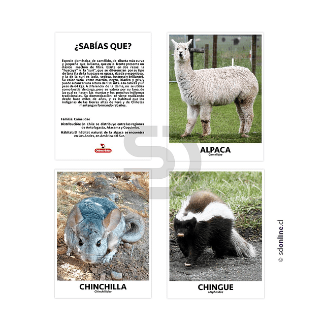 Set de 10 láminas de animales de Chile