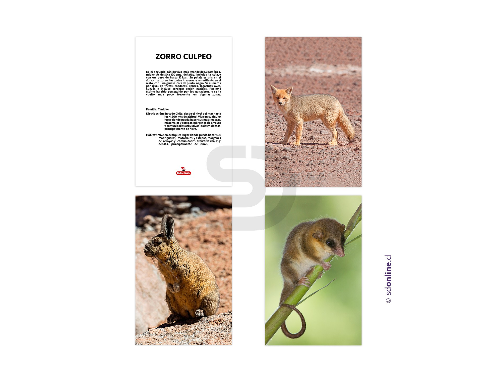 Set de 12 láminas animales Chileno 1