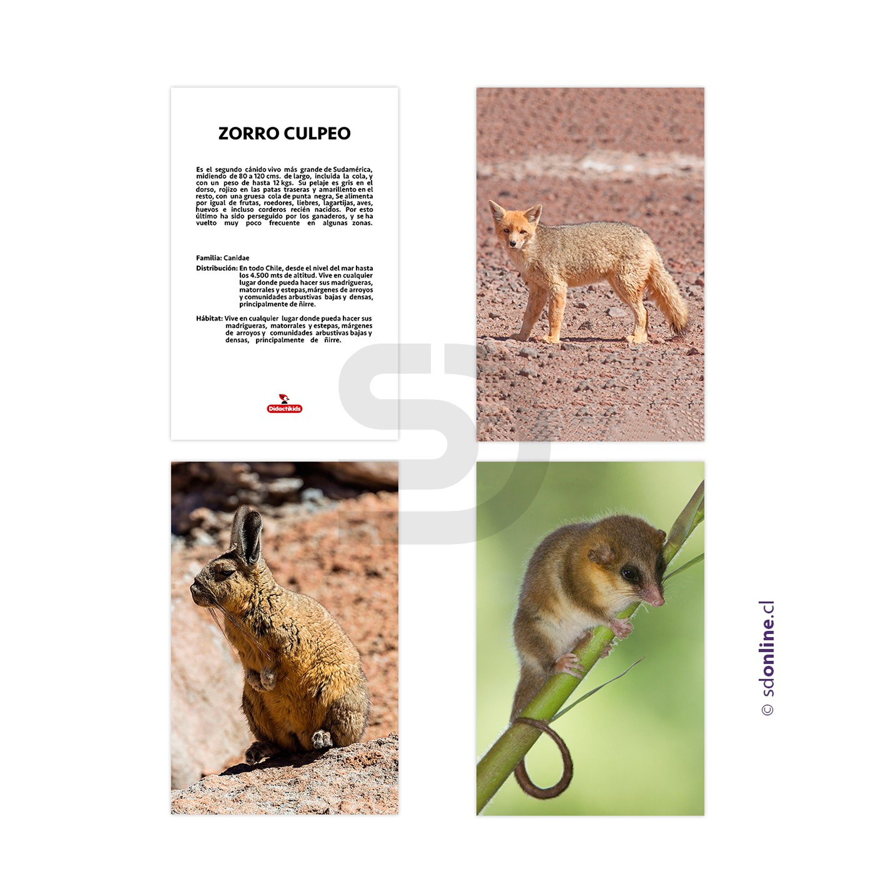 Set de 12 láminas animales Chileno 1