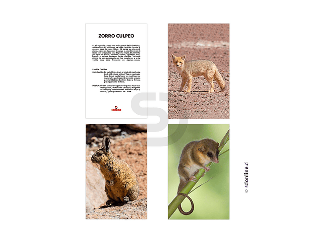 Set de 12 láminas animales Chileno 1