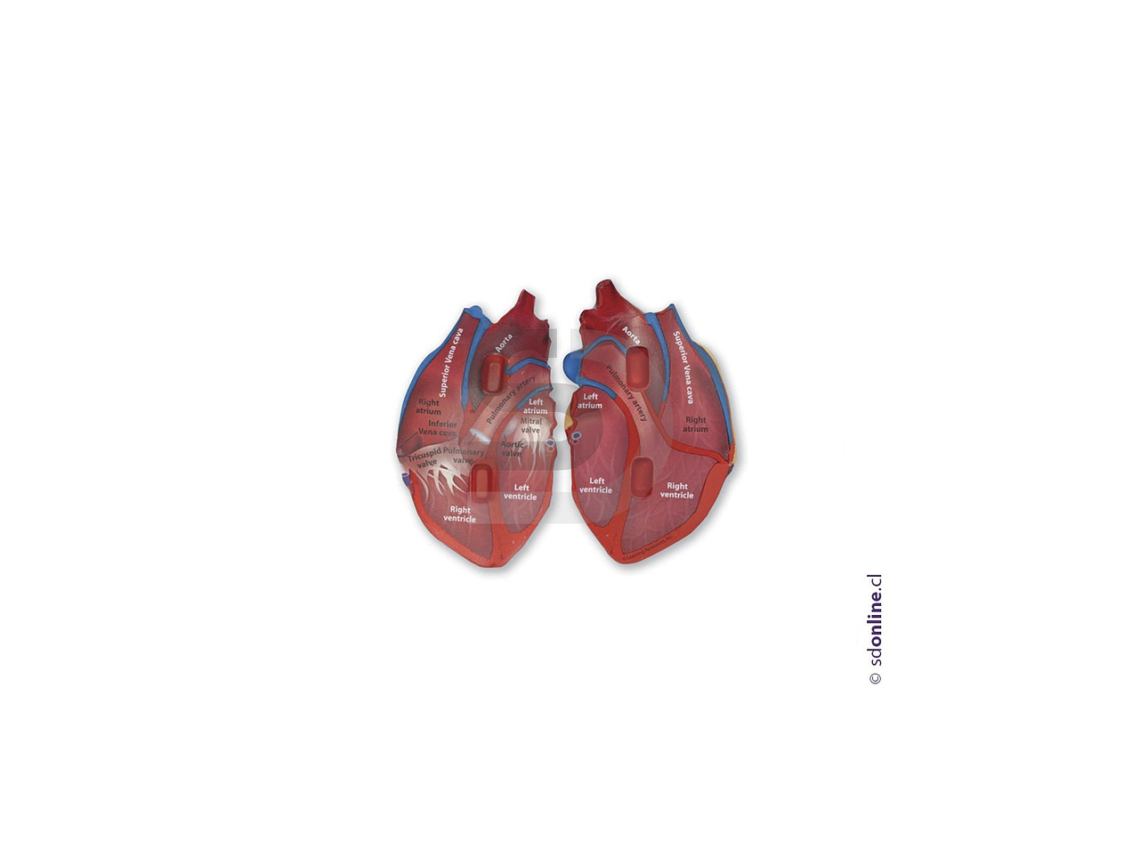 Corazon corte Transversal 1