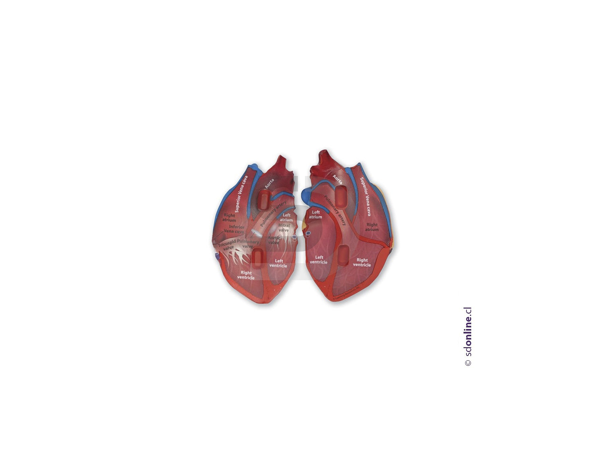 Corazon corte Transversal 1