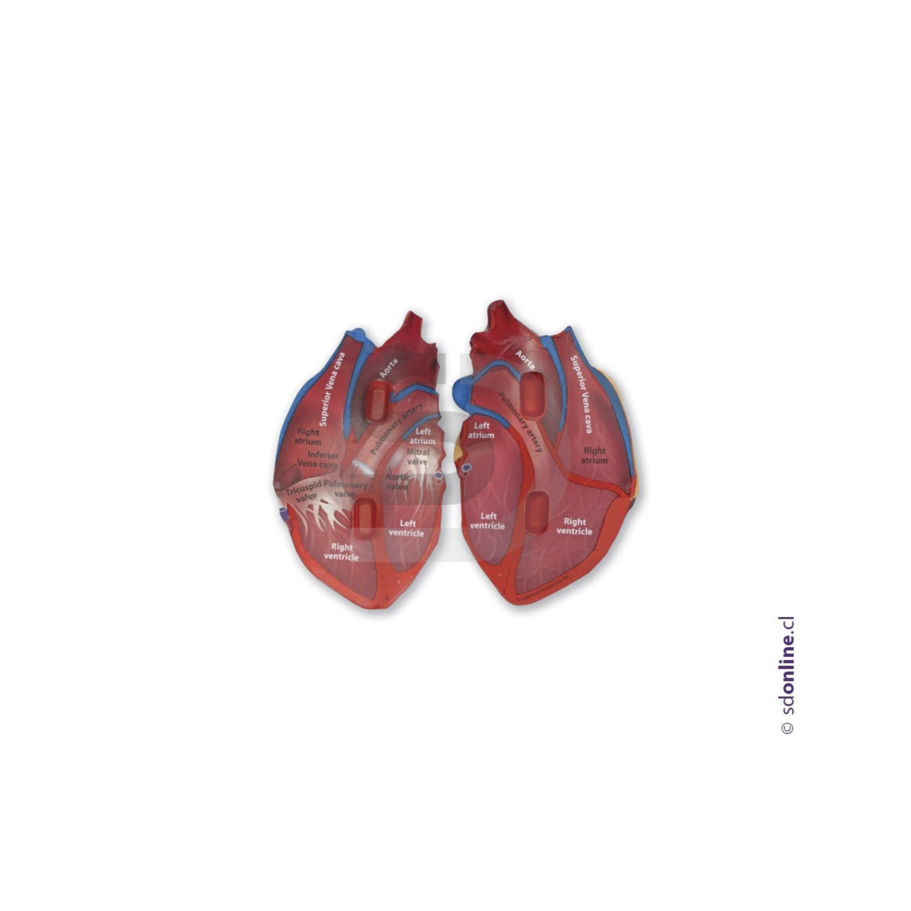 Corazon corte Transversal 1