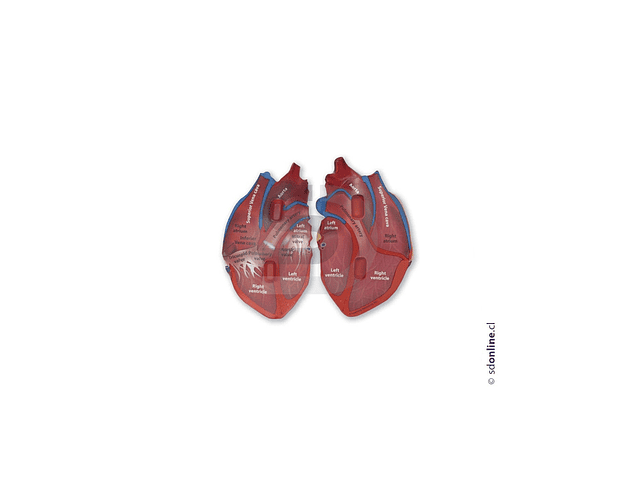 Corazon corte Transversal 1