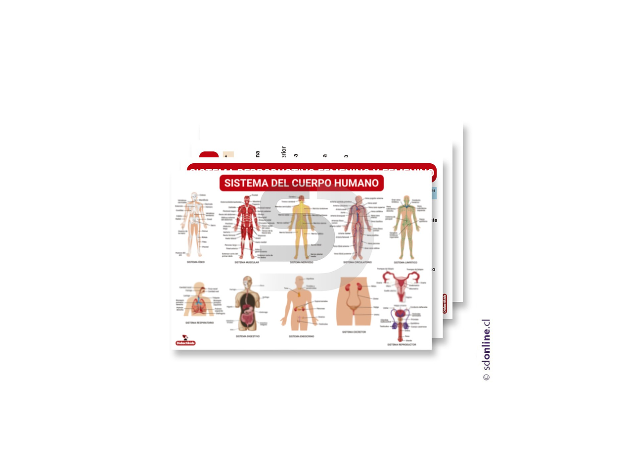 Láminas educativas sistemas del cuerpo humano 1