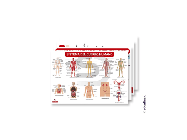 Láminas educativas sistemas del cuerpo humano 1