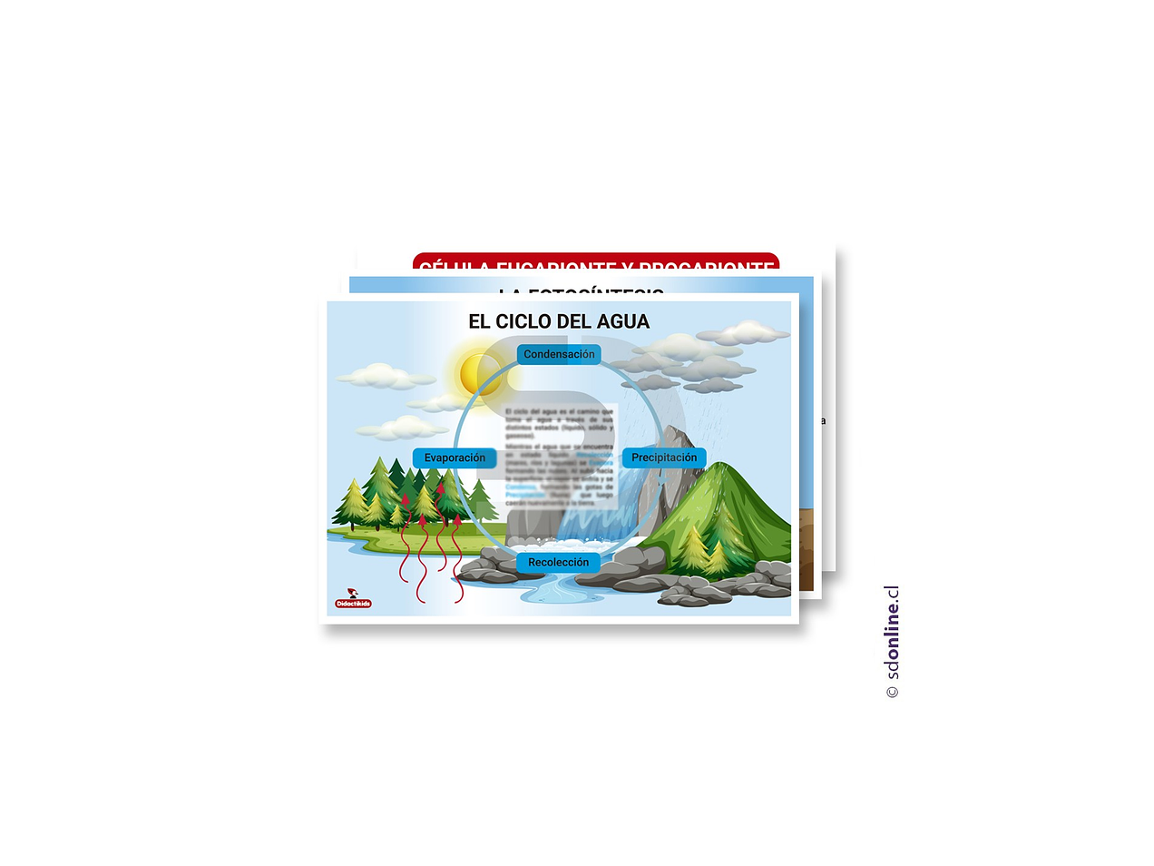 Set 3 láminas educativas biología 1