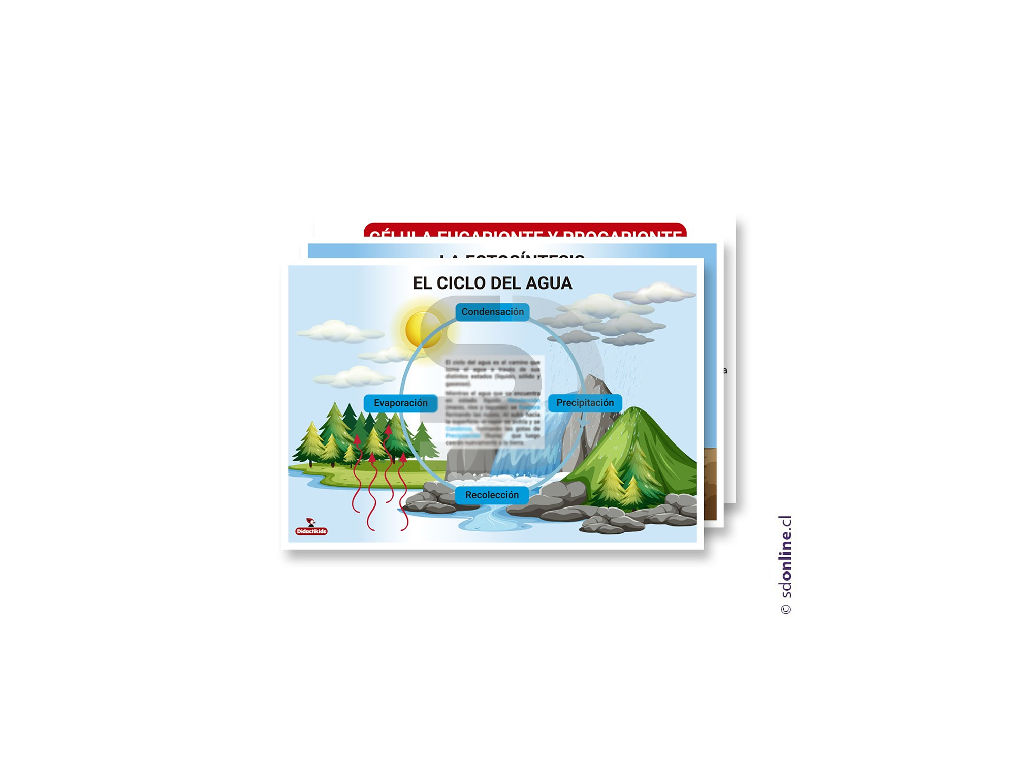 Set 3 láminas educativas biología 1