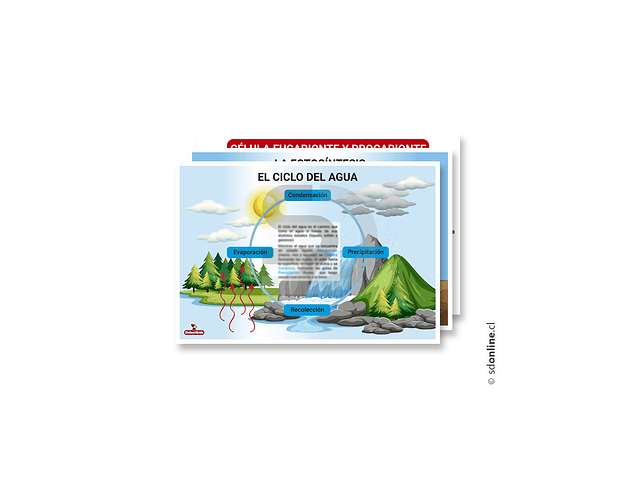 Set 3 láminas educativas biología 1