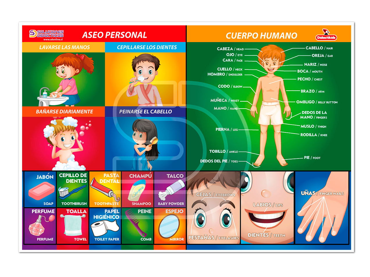 Lámina aseo personal y cuerpo humano 1