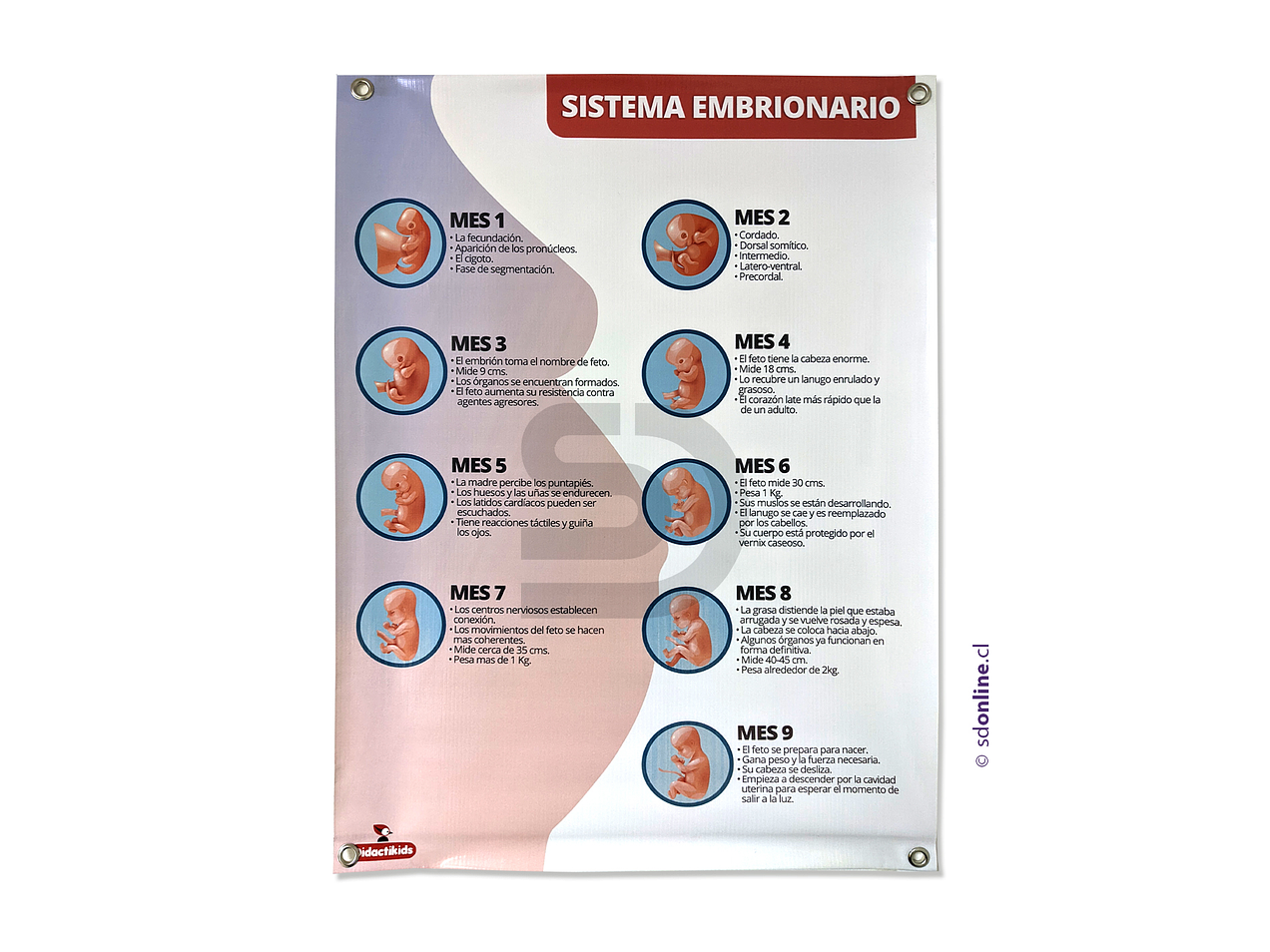 Sistema embrionario Afiche 50x70 cm 1