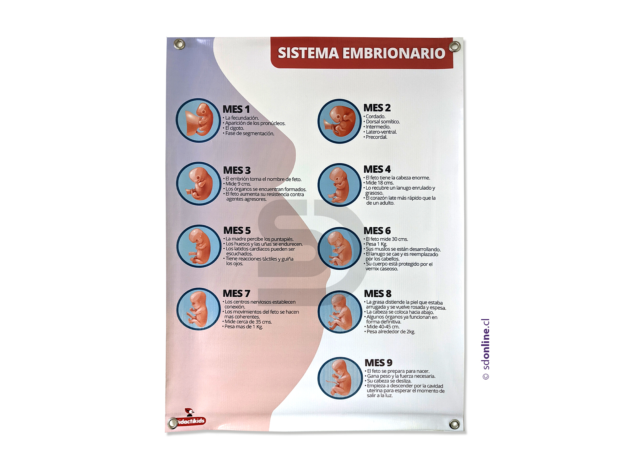 Sistema embrionario Afiche 50x70 cm 1