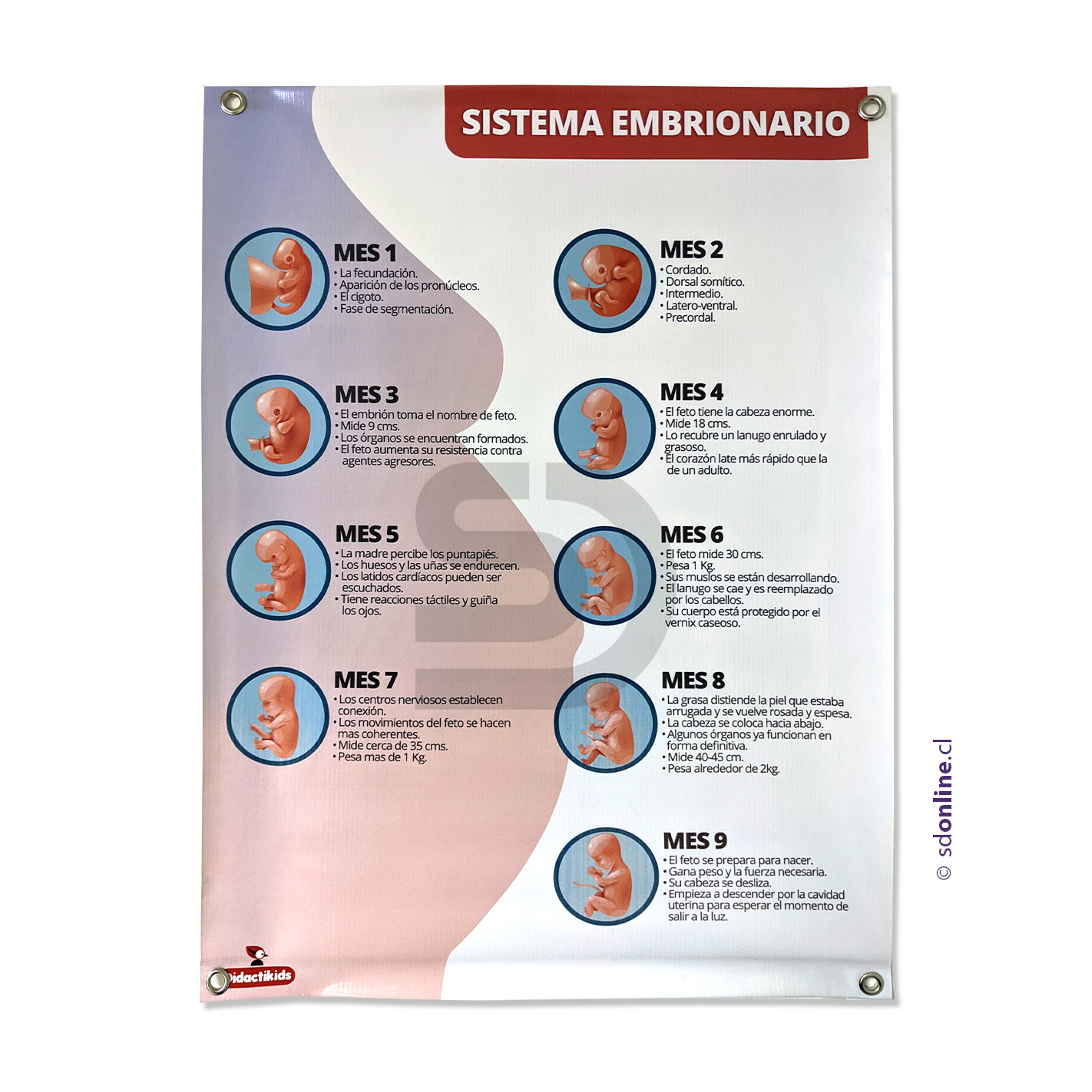 Sistema embrionario Afiche 50x70 cm 1