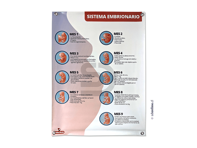 Sistema embrionario Afiche 50x70 cm 1