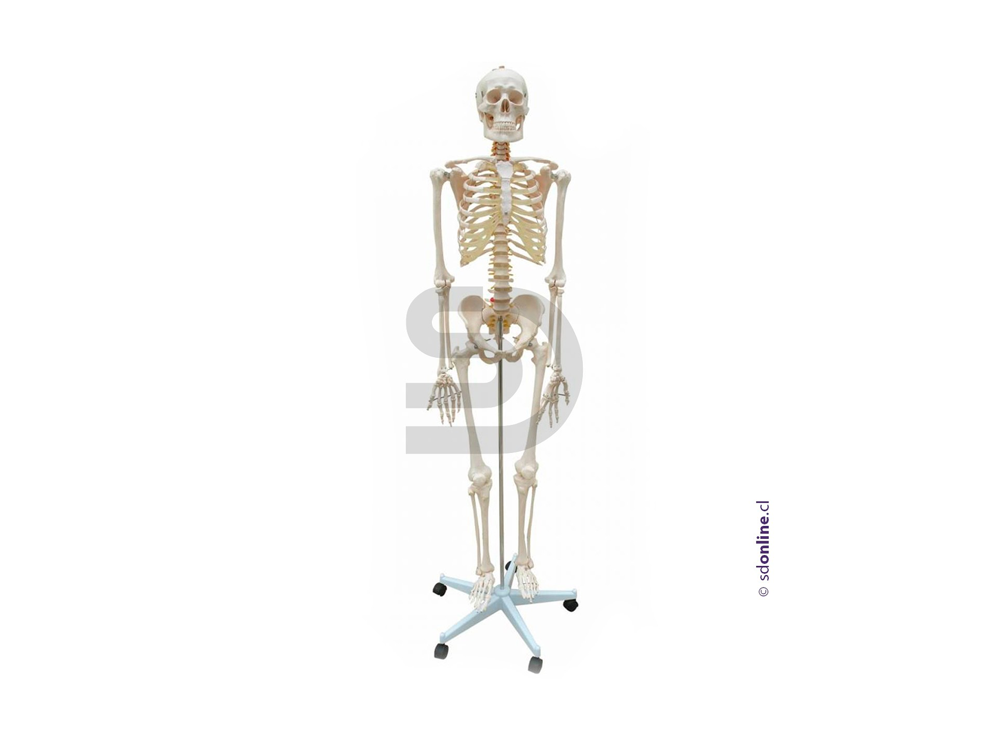 Esqueleto con base 180Cm 1