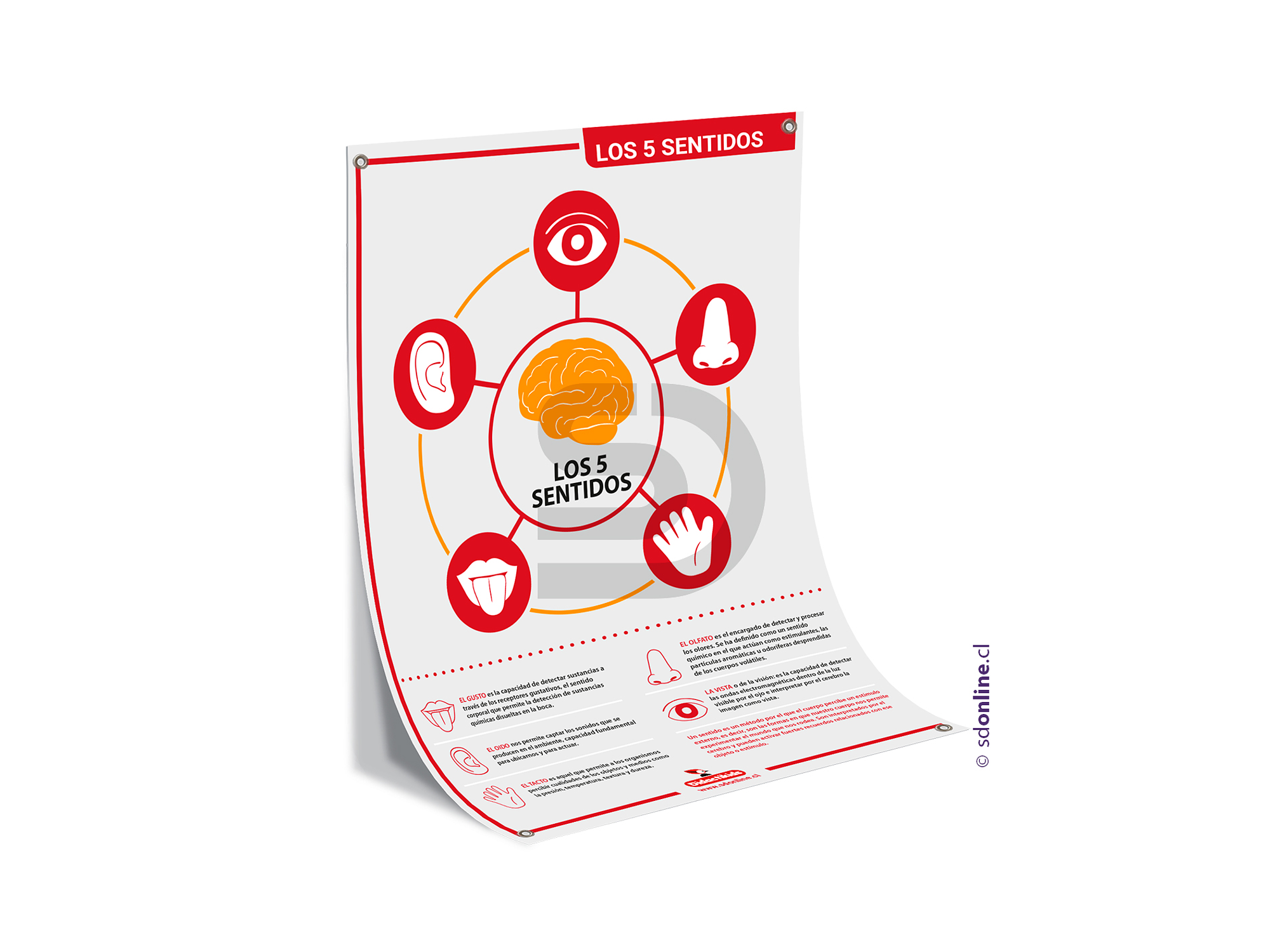 Lamina los 5 sentidos 50x70 cms 1