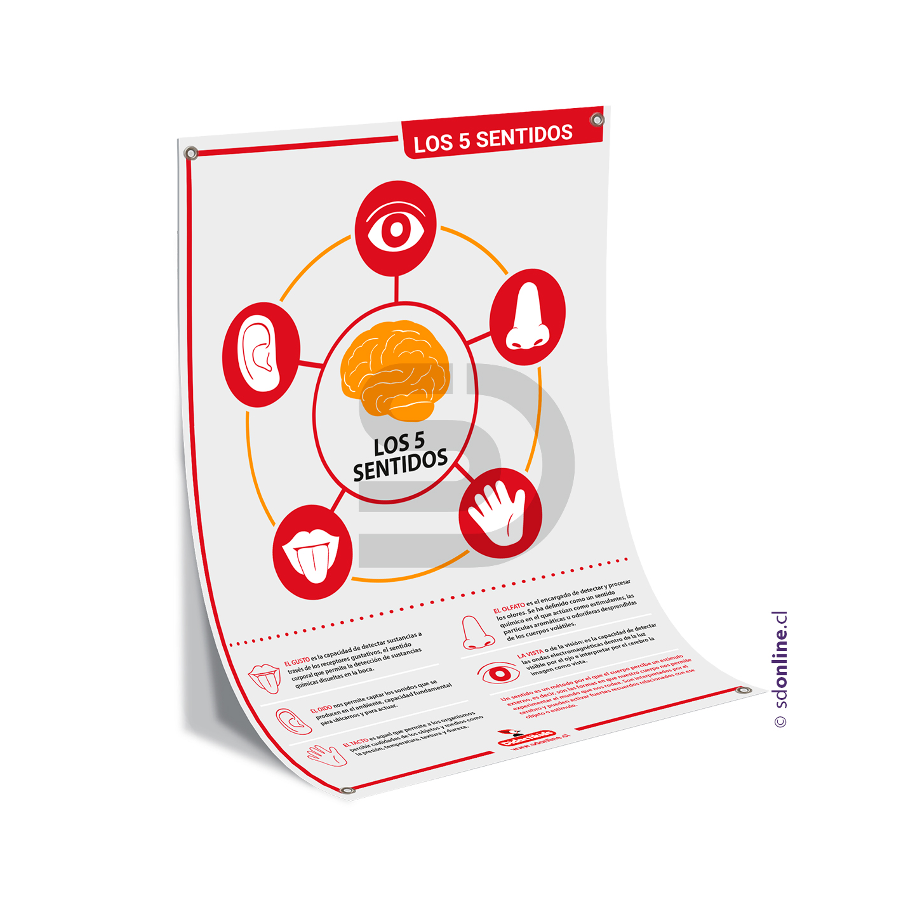 Lamina los 5 sentidos 50x70 cms 1