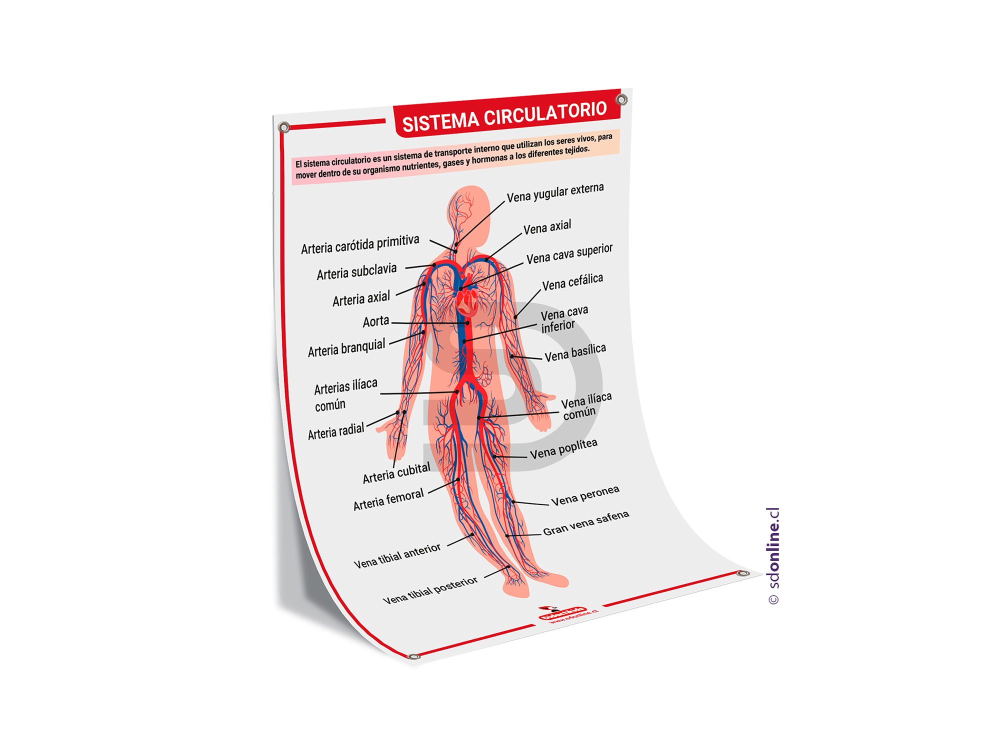 Lamina sistema circulatorio 50x70 cm. 1