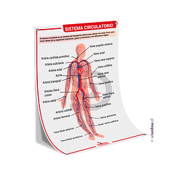 Lamina sistema circulatorio 50x70 cm.