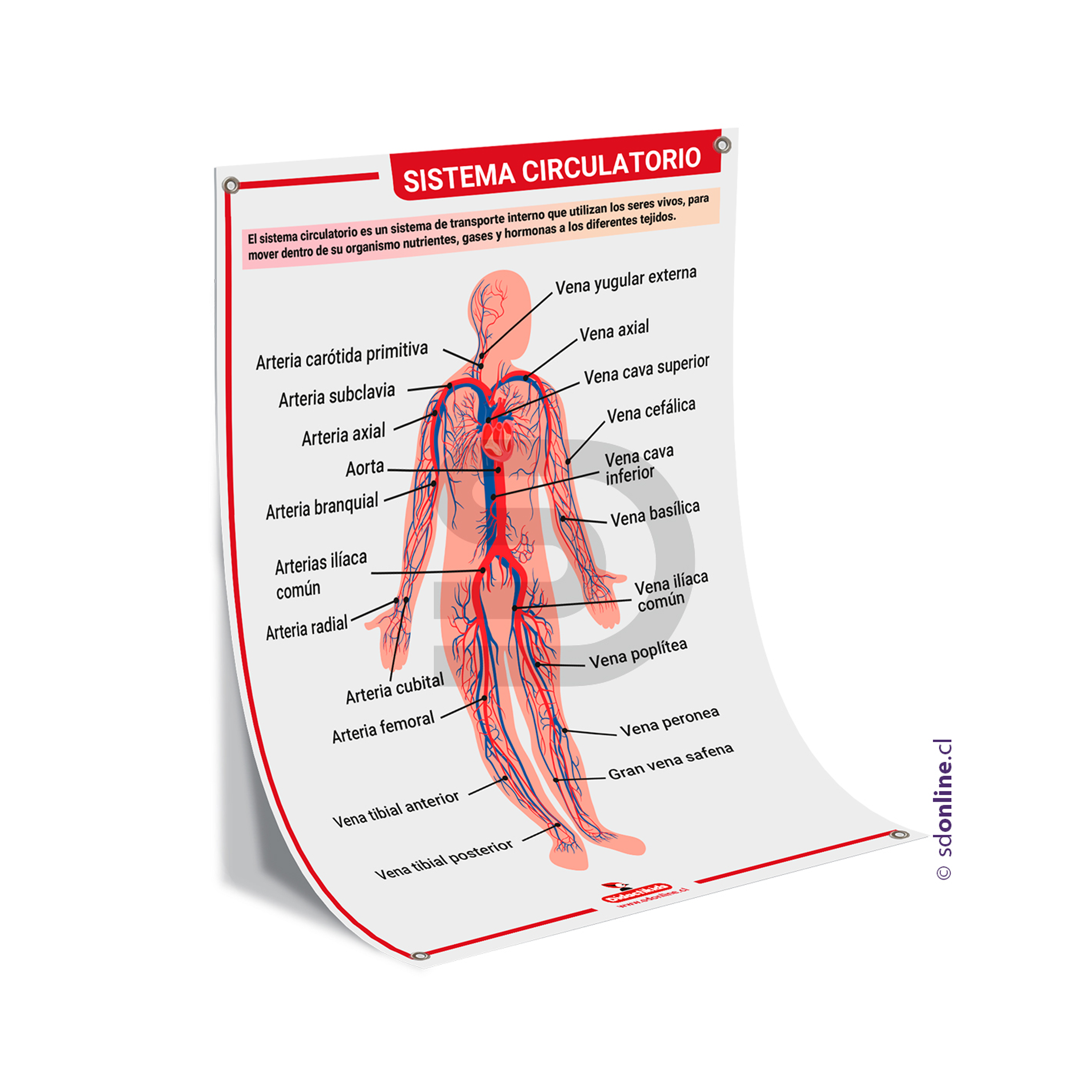 Lamina sistema circulatorio 50x70 cm. 1