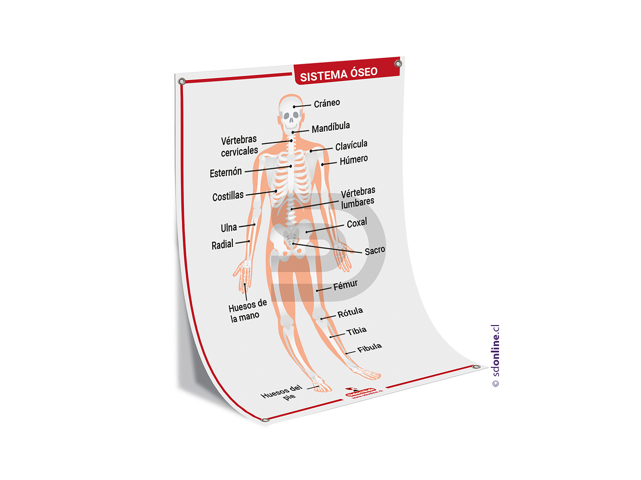 Lamina sistema óseo 50x70 cm. 1