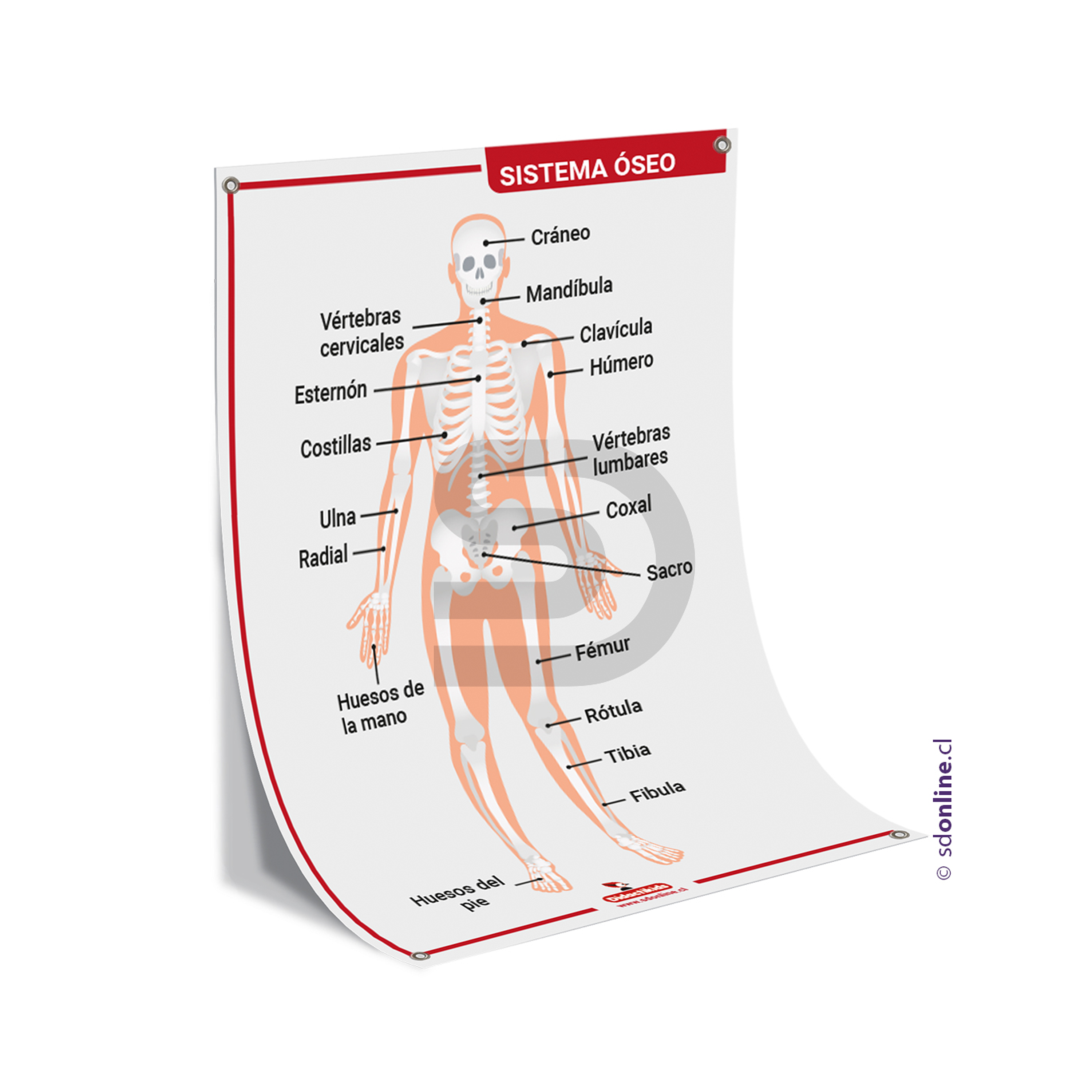 Lamina sistema óseo 50x70 cm. 1