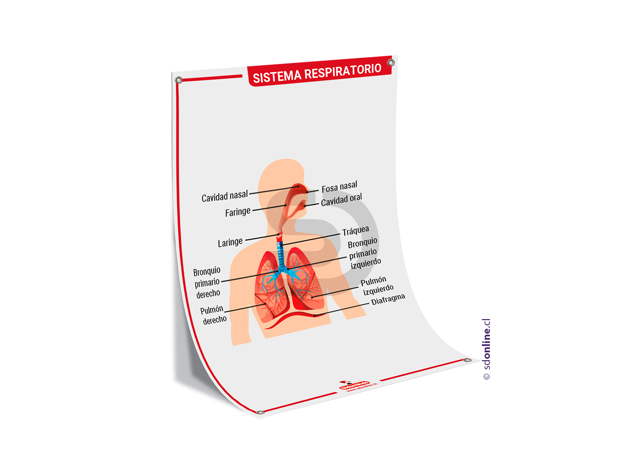 Lamina sistema respiratorio 50x70 cm. 1