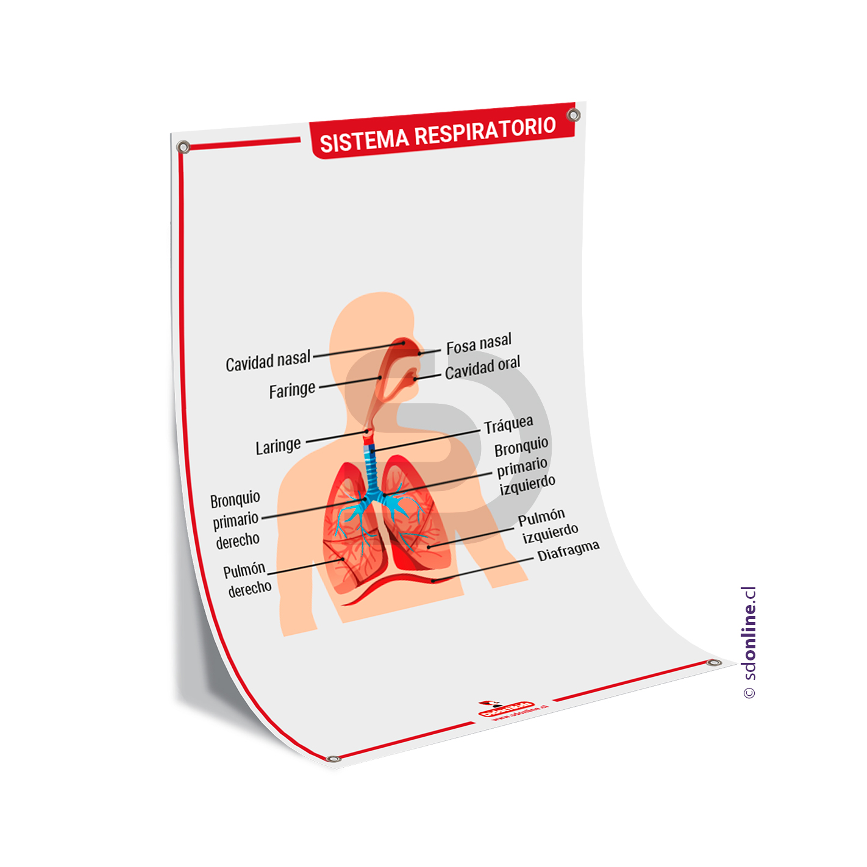 Lamina sistema respiratorio 50x70 cm. 1