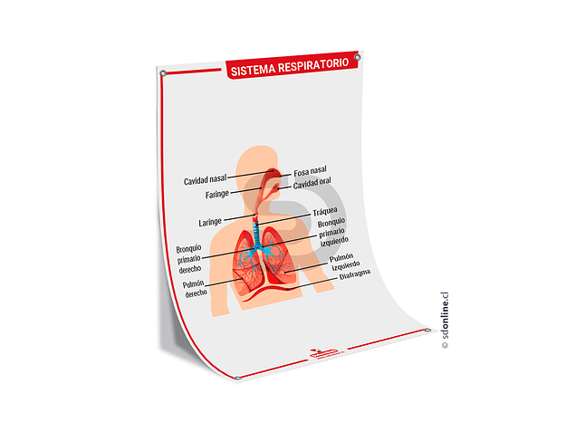 Lamina sistema respiratorio 50x70 cm. 1