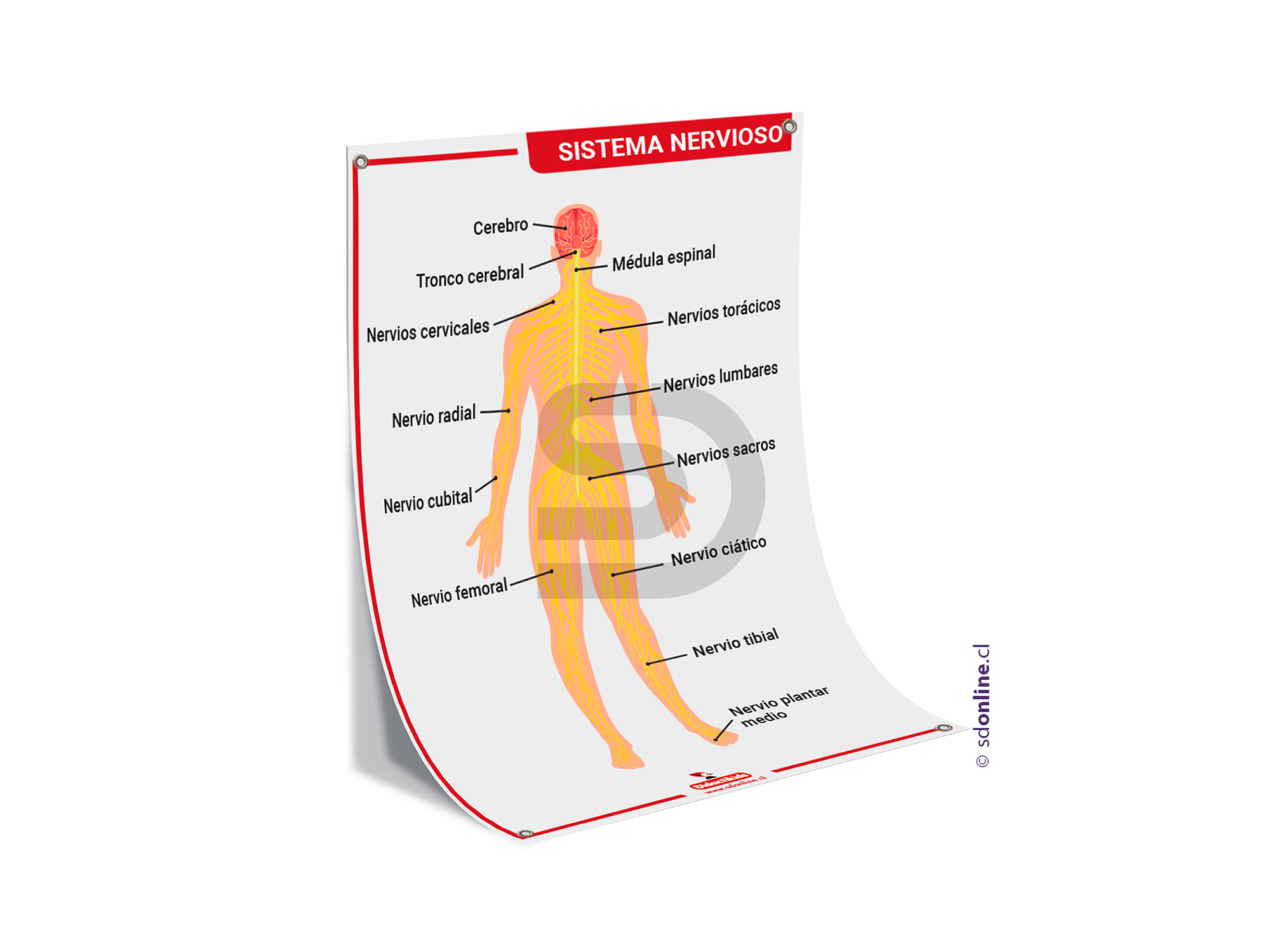 Lamina sistema nervioso 50x70 cm. 1